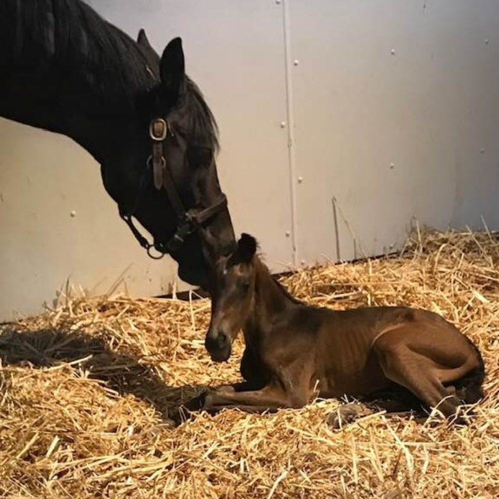 Meet your Posher, Summer